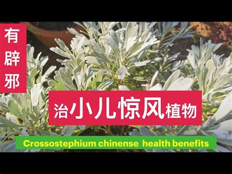 芙蓉菊可以吃嗎|芙蓉菊的功效与作用、禁忌和食用方法